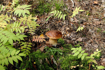 mushrooms in the forest