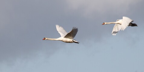 A view of Mute Swans in flight