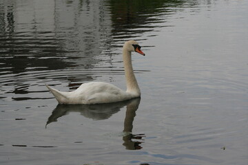 A view of a Mute Swan on the water