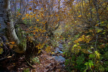 Beautiful autumn landscape in Northern Alps of Japan, Otari, Nagano.