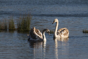 A view of a Mute Swan on the water