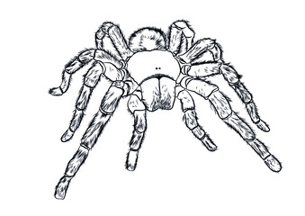 tarantula tropic spider front view