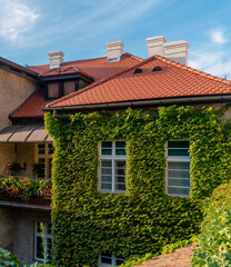The wall is overgrown with green grapes . European lifestyle and architecture concept. Traditional Europe