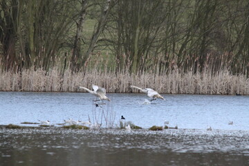 A view of a Mute Swan on the water