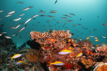 Fototapeta na wymiar Stunning underwater reef scene with schooling fish among colorful coral reef environment