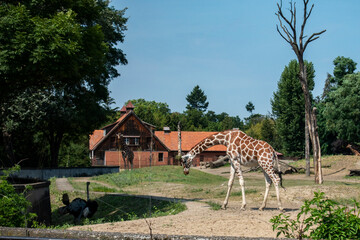 Żyrafa zwierzęta fauna zoo wrocław - obrazy, fototapety, plakaty