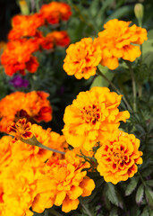 Marigold flowers also known as tagetes close – up view