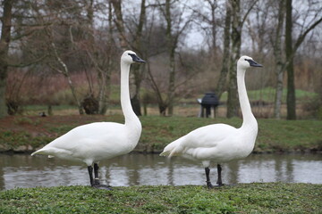 A view of a Trumpeter Swan