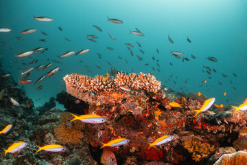 Stunning underwater reef scene with schooling fish among colorful coral reef environment