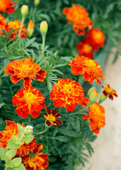 Fototapeta premium Marigold flowers also known as tagetes close – up view