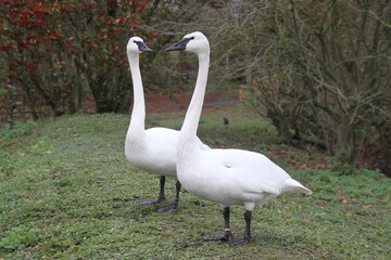 Fototapeta premium A view of a Trumpeter Swan