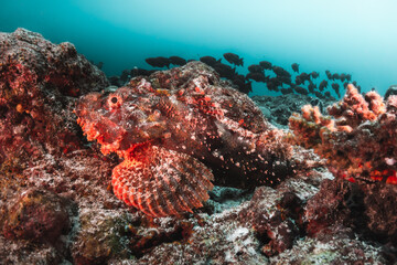 Fototapeta na wymiar Scorpion fish camouflaged among coral reef with schooling fish in the background