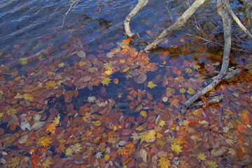 Beautiful colored trees with lake in autumn, landscape photography. Outdoor and nature in Japan