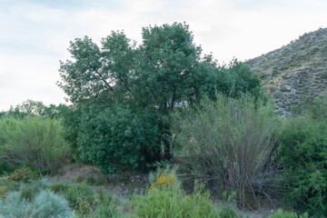 Obraz premium big tree in the countryside of Spain