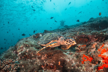 Fototapeta na wymiar Sea turtle grazing underwater on coral reef surrounded by schools of tropical fish, Maldives, Indian Ocean