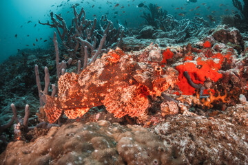 Scorpion fish camouflaged among coral reef with schooling fish in the background