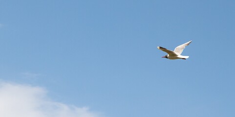 Seagull bird in flight against a blue sky with clouds.