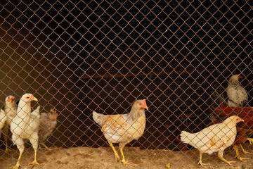 light-colored hens in a chicken coop behind bars