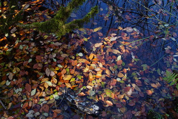 Beautiful colored trees with lake in autumn, landscape photography. Outdoor and nature in Japan