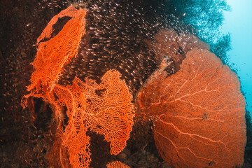 Stunning underwater reef scene with schooling fish among colorful coral reef environment