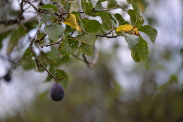 ripe plums in the tree. prunus domestica fruits in the orchard