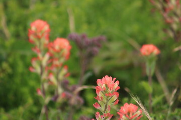 Spring in San Francisco