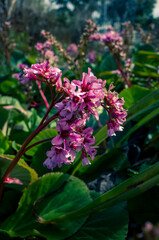 pink flowers in a garden