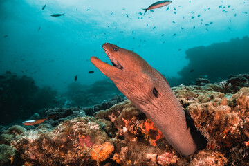Moray eel among colorful coral reef surrounded by tropical fish in clear blue water, Maldives, Indian Ocean © Aaron