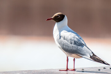 Laughing Gull, close up, nature park.