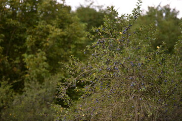 ripe plums in the tree. prunus domestica fruits in the orchard