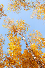 Yellow foliage of the top of the birch against the blue sky.