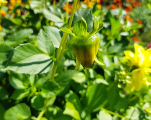 Unopened flower Bud in the garden, botanical photography.