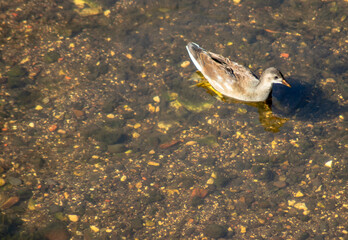 Obraz premium duck on the water