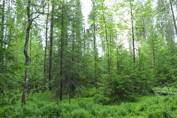 Fototapeta na wymiar green forest in the morning