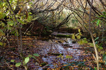 Beautiful autumn landscape in Northern Alps of Japan, Otari, Nagano.