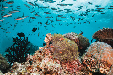 Underwater tropical reef scene, schools of small fish swimming together in blue water among colorful coral reef in The Maldives, Indian Ocean