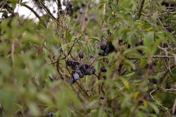 ripe plums in the tree. prunus domestica fruits in the orchard