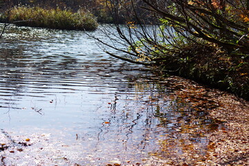 Beautiful colored trees with lake in autumn, landscape photography. Outdoor and nature in Japan