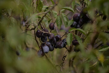 ripe plums in the tree. prunus domestica fruits in the orchard