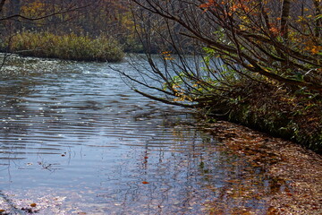 Beautiful colored trees with lake in autumn, landscape photography. Outdoor and nature in Japan