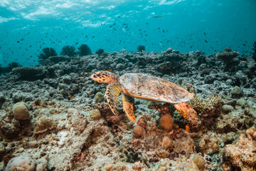 Naklejka na ściany i meble Sea turtle swimming among colorful tropical fish and coral reef in The Maldives, Indian Ocean