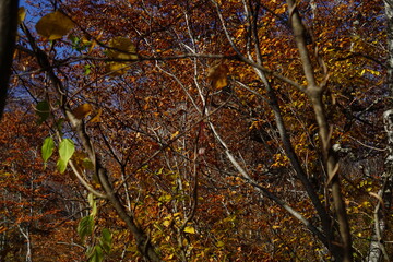 Beautiful autumn landscape in Northern Alps of Japan, Otari, Nagano.