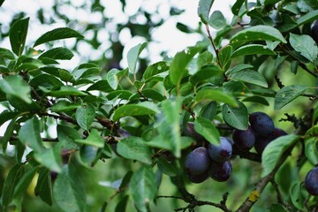 ripe plums in the tree. prunus domestica fruits in the orchard