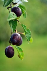 ripe plums in the tree. prunus domestica fruits in the orchard