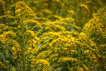 Goldenrod canadensis and sunny blooming summer garden