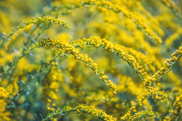 Goldenrod canadensis and sunny blooming summer garden