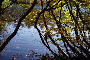 Beautiful colored trees with lake in autumn, landscape photography. Outdoor and nature in Japan