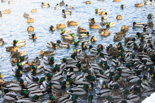 Ducks on the pond..
