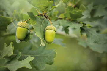acorns on an oak branch in the forest, green oak seeds sing on the tree