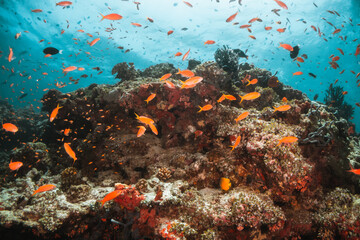 Fototapeta na wymiar Underwater tropical reef scene, schools of small fish swimming together in blue water among colorful coral reef in The Maldives, Indian Ocean